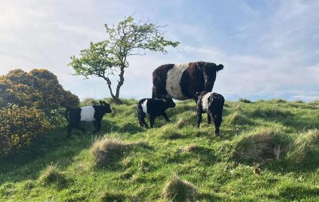 Belted galloway cows at Balmangan Farm