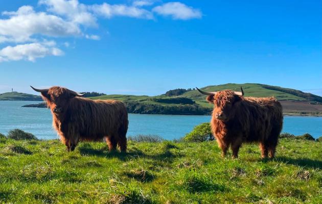 Highland cows at Balmangan Farm