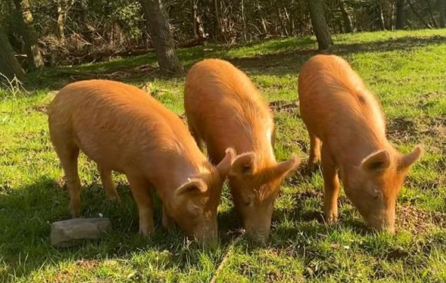 Tamworth pigs at Balmangan Farm